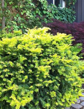 Taxus x media 'Sunburst'