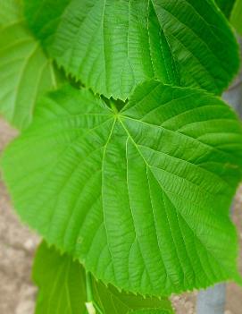 Tilia cordata