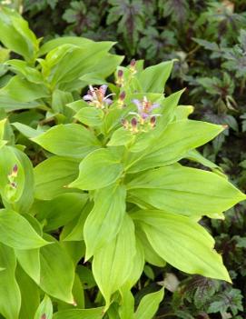 Tricyrtis formosana 'Guilty Pleasure' (PP13688, COPF)