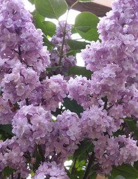 Syringa x vulgaris 'Michel Buchner'