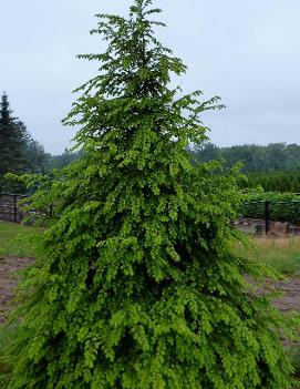 Tsuga canadensis