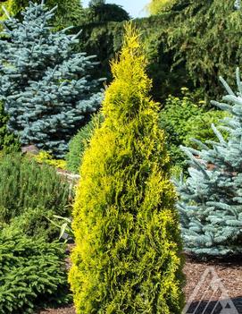 Thuja occidentalis 'Jantar' (PP22296)