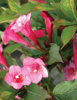 Weigela florida 'Minuet' (COPF)