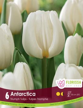 Tulip 'Antarctica'