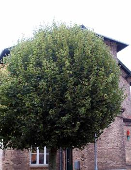 Tilia cordata 'Mini Globe'