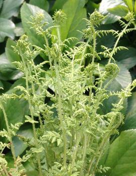 Woodsia obtusa