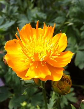 Trollius chinensis 'Golden Queen'