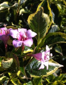 Weigela florida 'Nana Variegata'