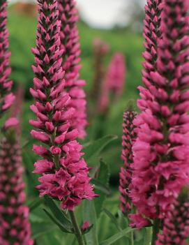 Veronica spicata Younique Baby Red ('Versbabyred')