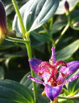 Tricyrtis formosana 'Gilt Edge'