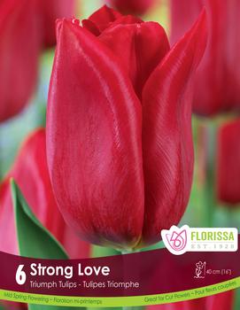 Tulip 'Strong Love'