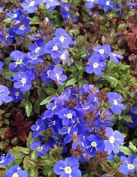 Veronica peduncularis 'Georgia Blue'