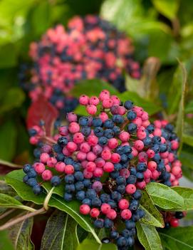 Viburnum nudum Brandywine™ ('Bulk') (PPAF)