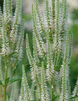 Veronicastrum virginicum