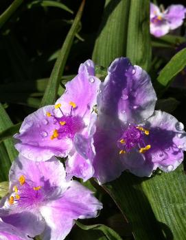 Tradescantia x 'Pink Chablis' (PP15971, COPF)