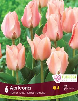 Tulip 'Apricona'