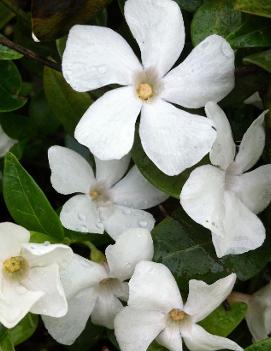 Vinca minor 'Alba'