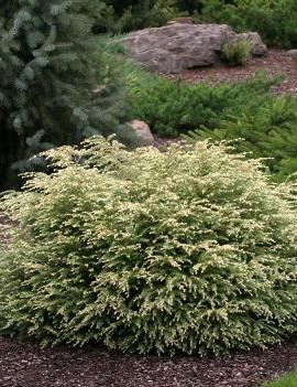 Tsuga canadensis 'Moon Frost'