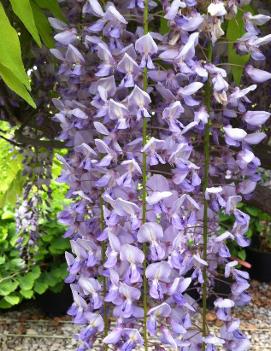 Wisteria sinensis 'Boskoop'