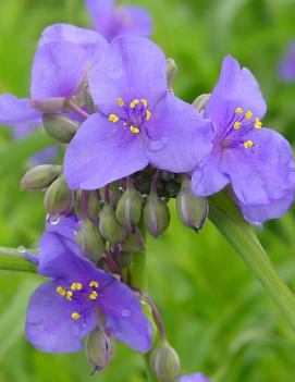 Tradescantia ohiensis