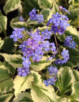 Brunnera macrophylla Dawson's White ('Variegata')