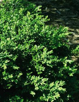 Buxus x 'Green Velvet' (COPF)