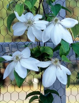 Clematis 'John Paul II'