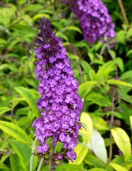 Buddleia davidii 'Santana' (PP12838)