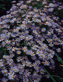 Boltonia asteroides var. latisquama Jim Crocket™ ('Masbolimket') (PP16678)