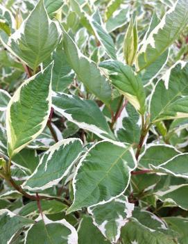 Cornus alba Ivory Halo® ('Bailho') (PP8722, COPF, CPBR1097)