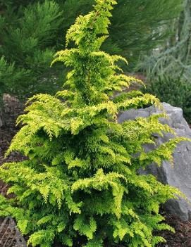 Chamaecyparis obtusa 'Fernspray Gold'