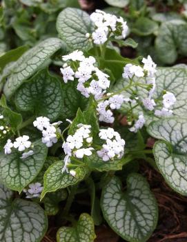 Brunnera macrophylla 'Mr. Morse' (PP19947)