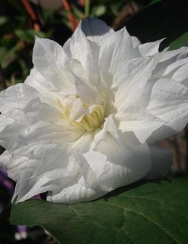 Clematis 'Isago'