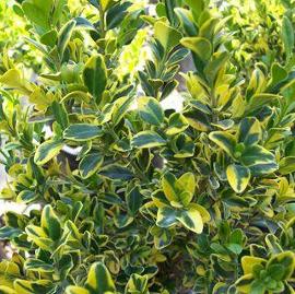 Buxus microphylla 'Golden Triumph'