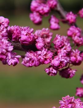 Cercis canadensis 'Pink Pom Poms' (PP27630)