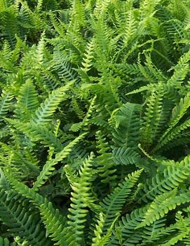 Blechnum spicant