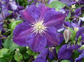 Clematis 'Jackmanii Superba'