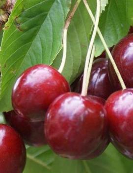 Cherry 'Stella'