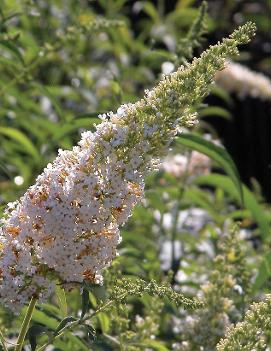 Buddleia davidii 'White Profusion'