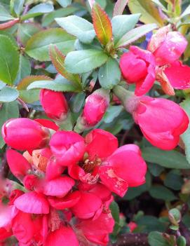 Chaenomeles japonica