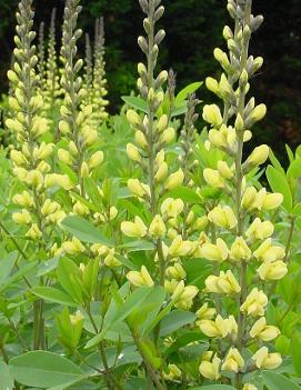 Baptisia x 'Carolina Moonlight'