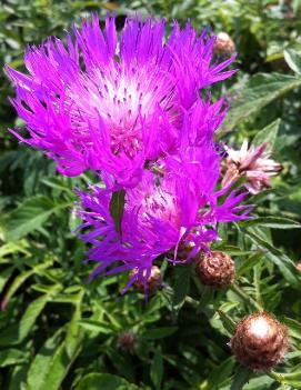 Centaurea dealbata