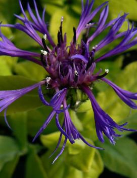 Centaurea montana 'Gold Bullion' (PP10865, COPF)