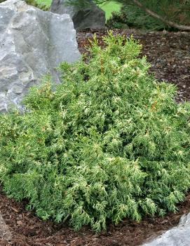 Chamaecyparis obtusa 'Mariesii'