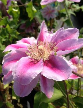 Clematis 'Bee's Jubilee'