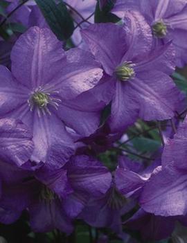 Clematis 'Prince Charles'