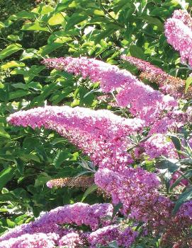 Buddleia davidii 'Pink Delight'