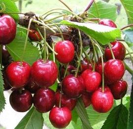 Cherry 'Van'