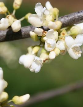 Cercis canadensis f. alba