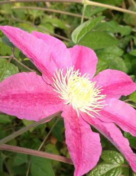 Clematis Abilene™ ('Evipo027') (PPAF)